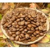 Кофе арабика Коста-Рика 100г. зерно