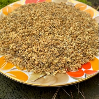 Цветы бузины