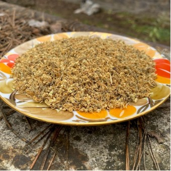 Цветы бузины