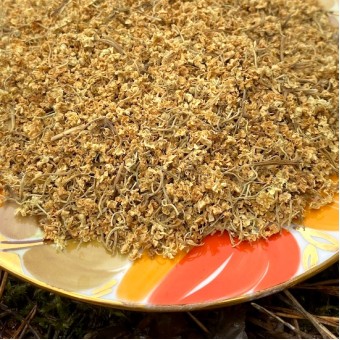 Цветы бузины