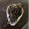 Зелёный пуэр Го Юнь Чан Тяо Мао Ча «Длинная скрутка с фруктовой нотой»